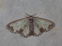 Carriola ecnomoda - female  - Bala