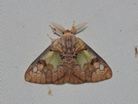 Carriola ecnomoda - male  - Kaeng Krachan NP