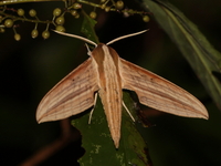 Cechetra lineosa  - Doi Inthanon NP
