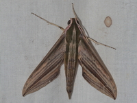 Cechetra lineosa  - Doi Phu Kha NP