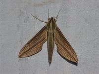 Cechetra lineosa  - Umphang WS