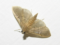 Chalcidoptera appensalis  - Phuket