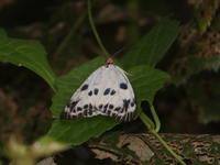 Chalcosia phalaenaria  - Khao Ramrom