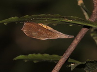 Corcobara angulipennis  - Baan Maka