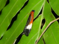 Coryptilum rutilellum  - Phuket
