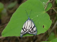 Cyclosia papilionaris - female  - Phuket