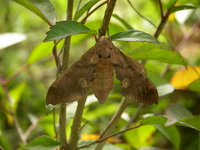 Daphnusa ocellaris - female  - Phuket