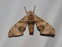 Daphnusa ocellaris - male  - Bang Lang NP