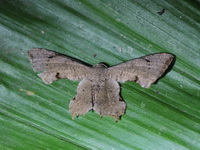 Dysaethria quadricaudata  - Phuket