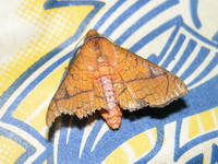 Dysodia pennitarsis  - Phuket