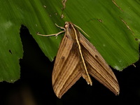Elibia dolichus  - Chaloem Rattanakasin NP