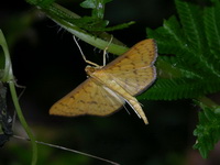Endocrossis caldusalis  - Phuket