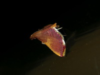 Endotricha mesenterialis  - Phuket