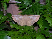 Entomogramma fautrix  - Phuket