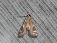 Eoophyla nigripilosa  - Kaeng Krachan NP