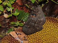 Erebus macrops  - Sri Phang Nga NP