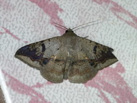 Ericeia eriophora  - Phuket