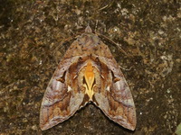 Eudocima phalonia - female  - Khao Ramrom