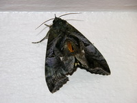Eudocima phalonia - female  - Phuket