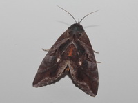Eudocima phalonia - female  - Phuket