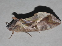 Eudocima phalonia - female  - Baan Maka