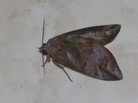 Eudocima phalonia - male  - Bala