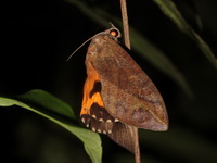 Eudocima phalonia - male  - Phuket