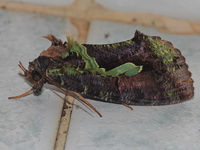 Eudocima smaragdipicta  - Khao Sok NP