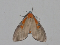 Euplocia membliaria - female  - Baan Maka