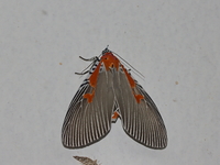 Euplocia membliaria - female  - Khao Yai Thiang