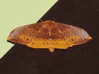 Eupterote amaena  - Thale Ban NP