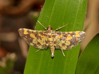 Eurrhyparodes tricoloralis  - Baan Maka