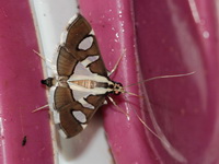 Glyphodes bicolor  - Ta Phraya NP