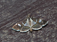 Glyphodes bicolor  - Bala