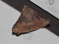 Goniophila excavata  - Bala