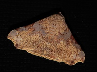 Goniophila excavata  - Bala