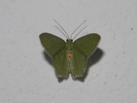 Hemithea tritonaria  - Phuket