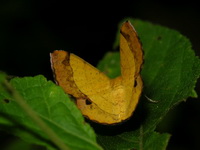 Hyperythra lutea  - Phuket
