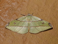Hypochrosis hyadaria  - Khao Ramrom