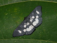 Hyposidra leucomela  - Khao Luang Krung Ching NP