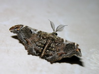 Hyposidra violescens  - Sri Phang Nga NP