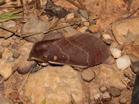 Kunugia latipennis  - Doi Sakat