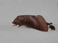 Kunugia latipennis  - Doi Tung