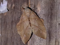 Lebeda cognata - female  - Bala