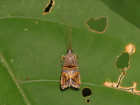 Lecithocera biferrinella  - Bala