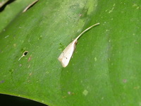 Lecithocera dissonella  - Phuket