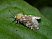 Lemyra quadrisaccus - male  - Phuket