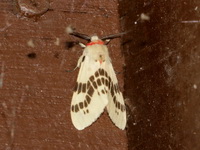 Lemyra ypsilon - female  - Taksin Maharat NP