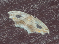 Leucoblepsis neoma  - Bala