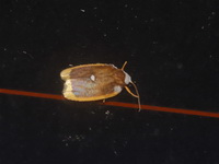 Lobobasis niveimaculata - female  - Khao Ramrom